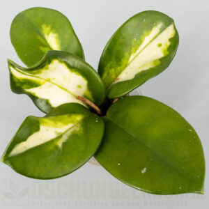 Hoya