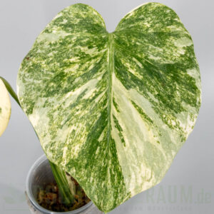 Monstera green snow