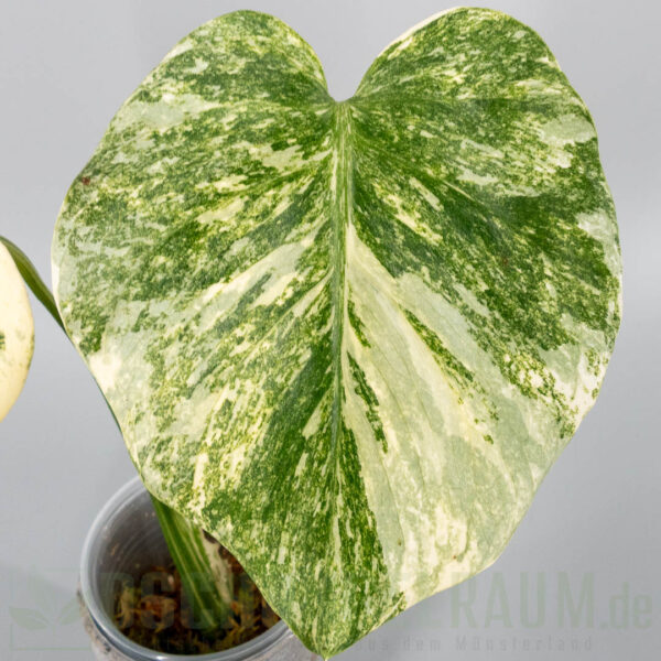 Monstera green snow