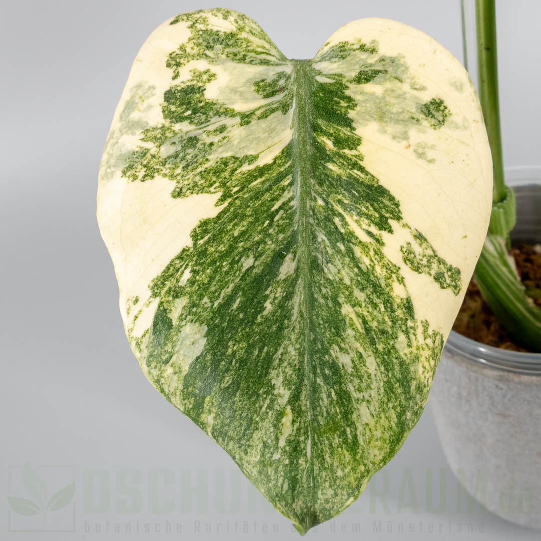 Monstera green snow