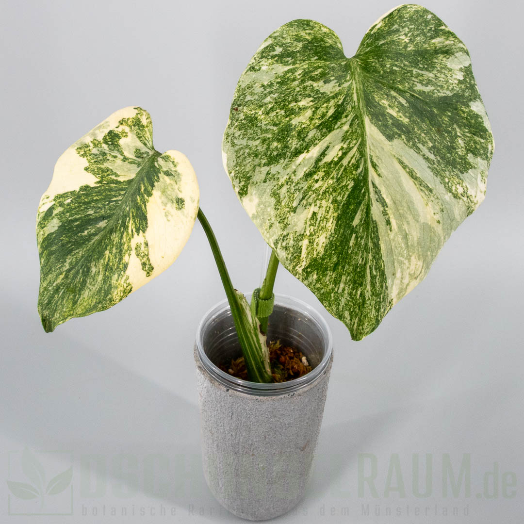 Monstera green snow