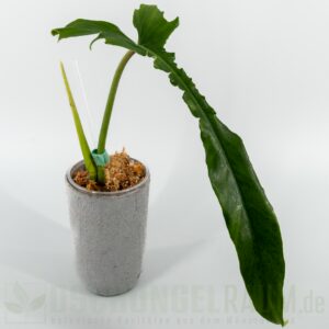 Philodendron Belle Isle