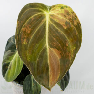 Philodendron melanochrysum variegata