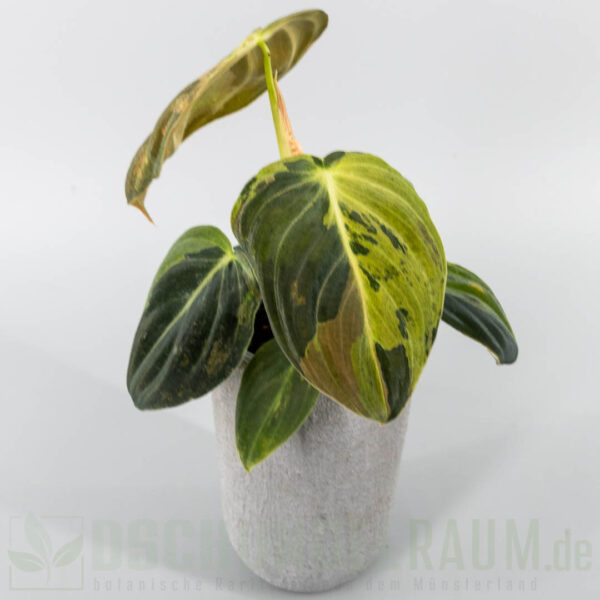 Philodendron melanochrysum variegata