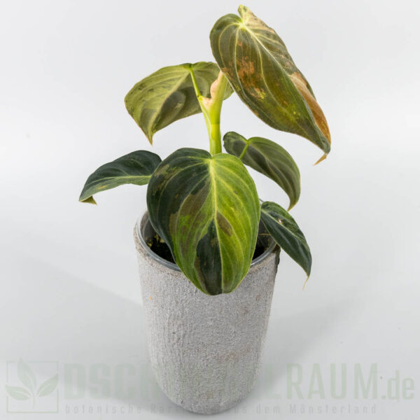 Philodendron melanochrysum variegata