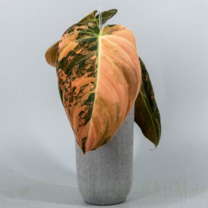 Philodendron melanochrysum Orange Bonfire