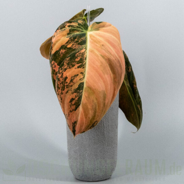 Philodendron melanochrysum Orange Bonfire