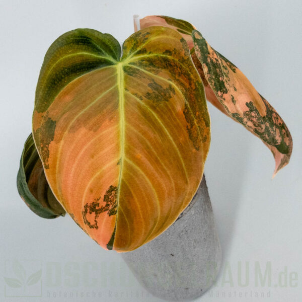 Philodendron melanochrysum Orange Bonfire