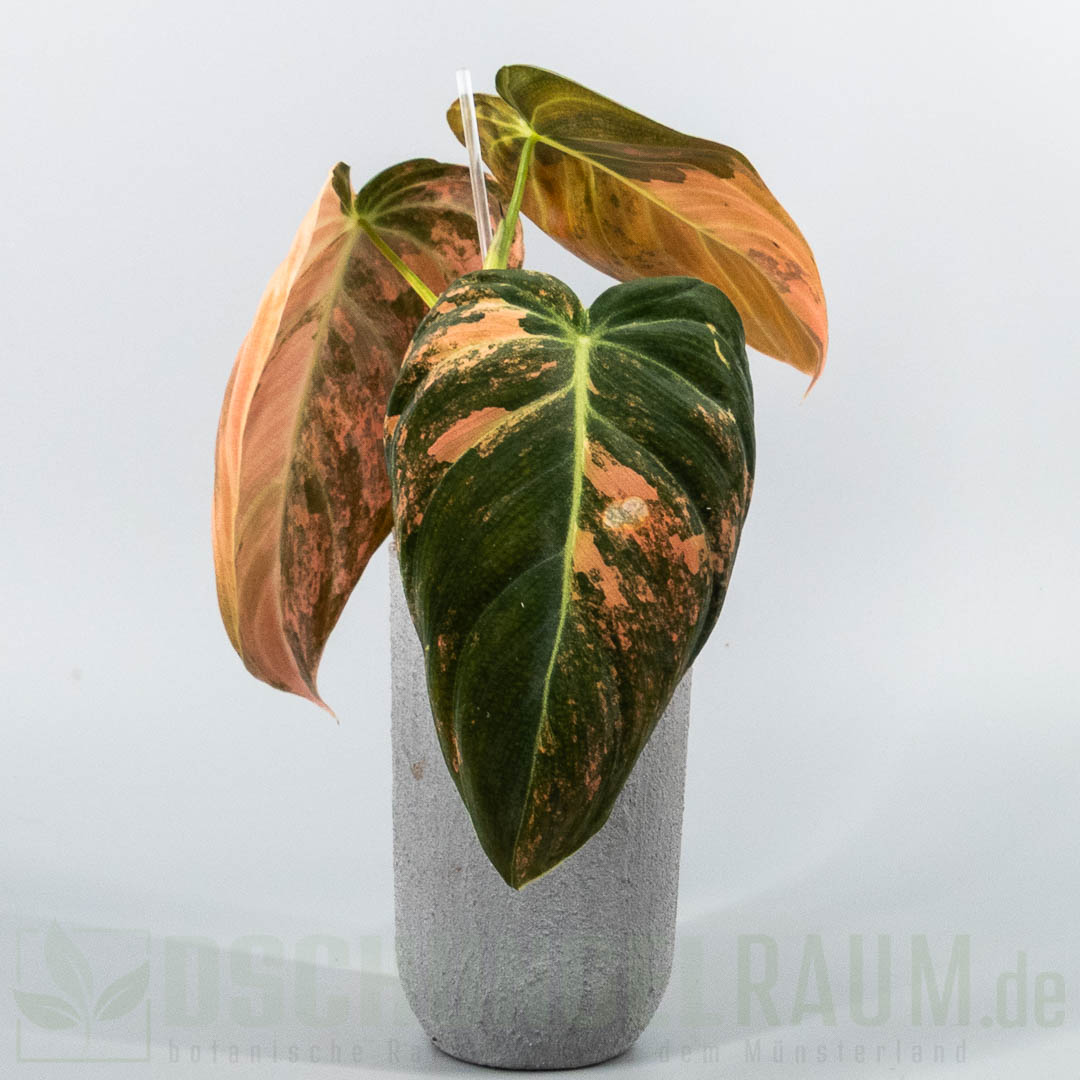 Philodendron melanochrysum Orange Bonfire