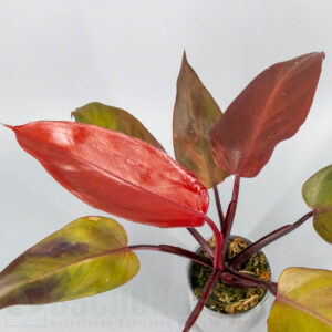 Philodendron prince of persimmon