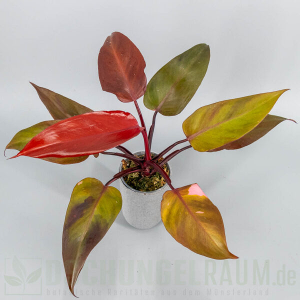 Philodendron prince of persimmon