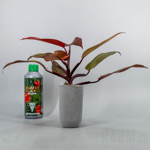 Philodendron prince of persimmon