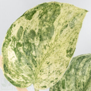 Scindapsus silver cloud variegata