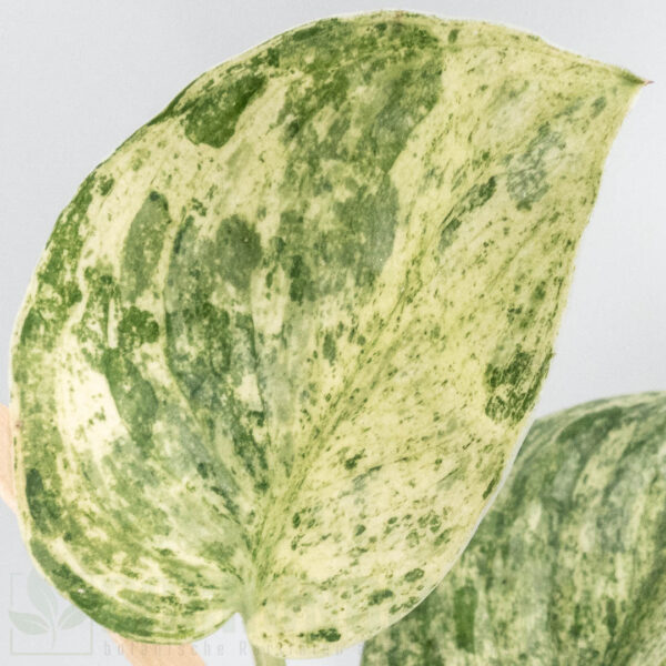 Scindapsus silver cloud variegata
