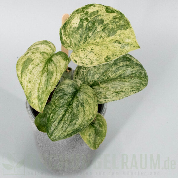 Scindapsus silver cloud variegata