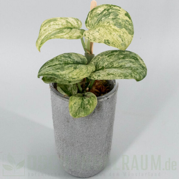 Scindapsus silver cloud variegata