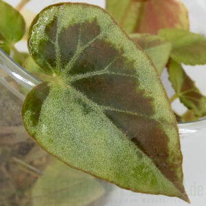Begonia burkillii silver edge