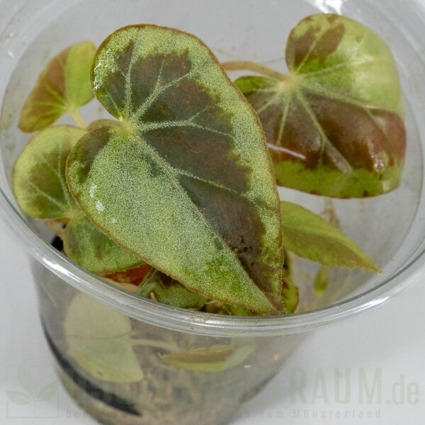 Begonia burkillii silver edge