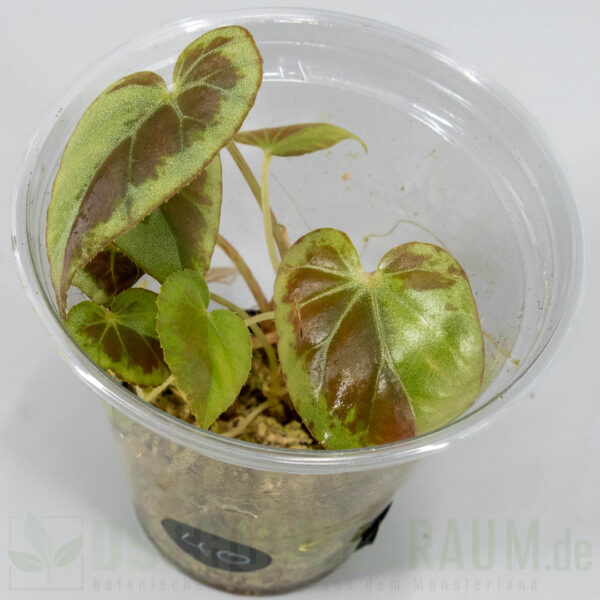 Begonia burkillii silver edge
