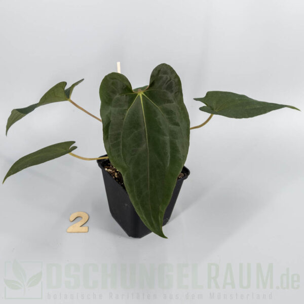 Anthurium papillilaminum FS × Darkest Panama × papillilaminum A × RLFS