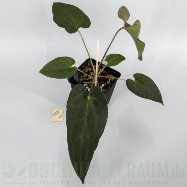 Anthurium papillilaminum FS × Darkest Panama × papillilaminum A × RLFS