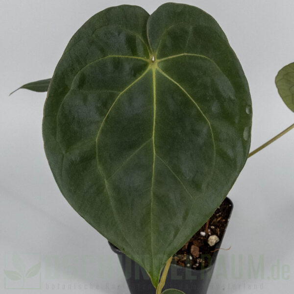 Anthurium King of Spades X Midnight velvet long bullet