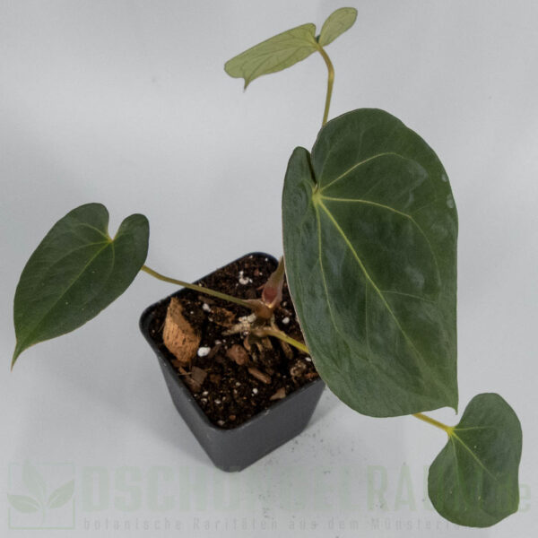 Anthurium King of Spades X Midnight velvet long bullet