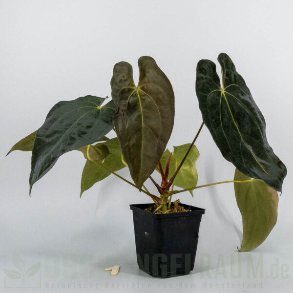 Anthurium Papillilaminum x X Papillilaminum A+ x RLFS