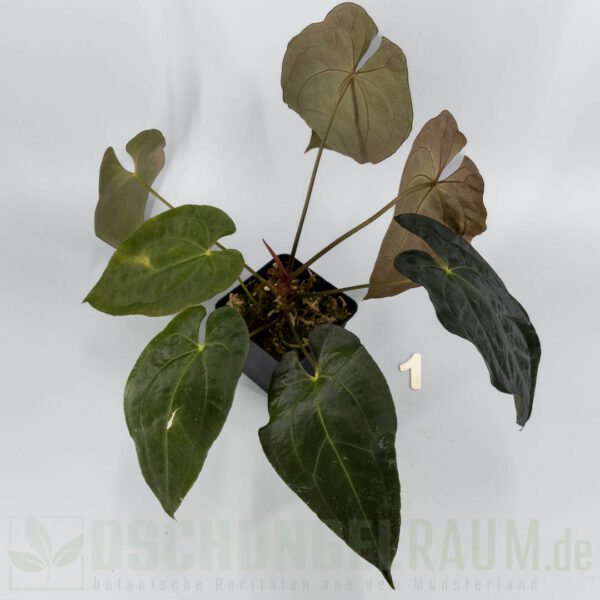 Anthurium Papillilaminum x X Papillilaminum A+ x RLFS