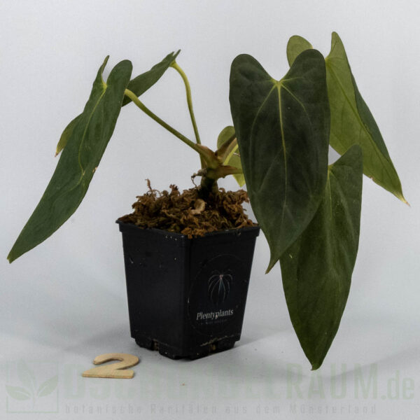 Anthurium Papillilaminum x X Papillilaminum A+ x RLFS