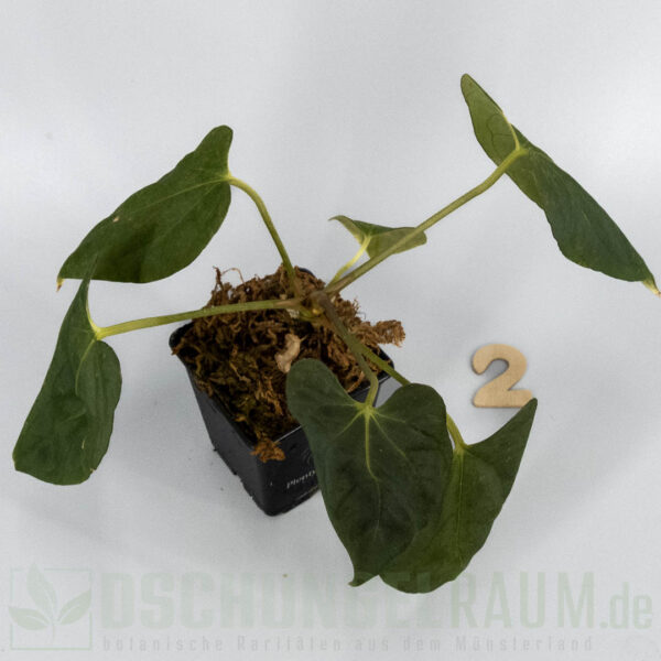 Anthurium Papillilaminum x X Papillilaminum A+ x RLFS