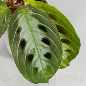Maranta massangeana black