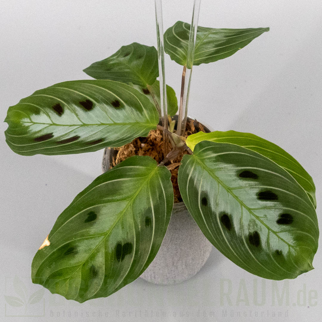 Maranta massangeana black