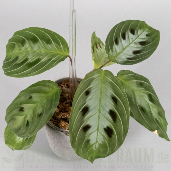 Maranta massangeana black