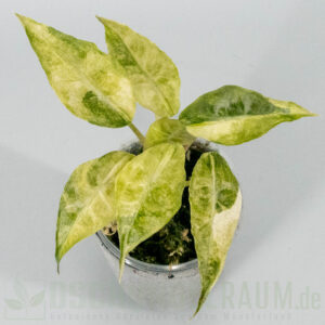 Alocasia polly pink variegata var. tricolor