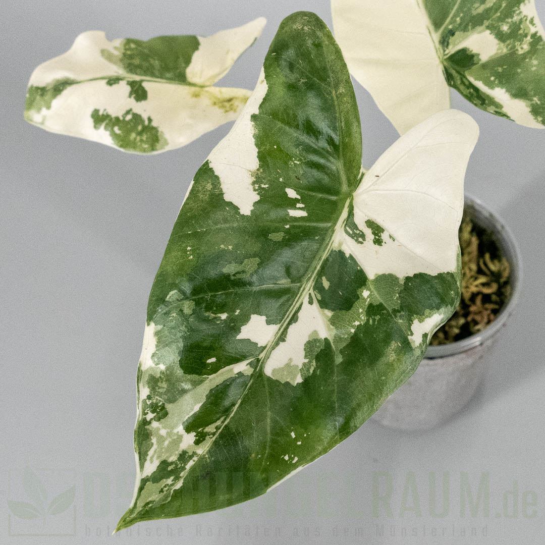 Alocasia macrorrhiza albo variegata