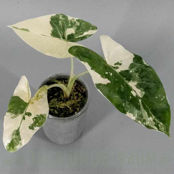 Alocasia macrorrhiza albo variegata