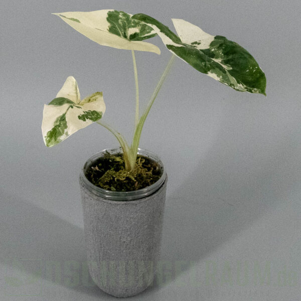 Alocasia macrorrhiza albo variegata