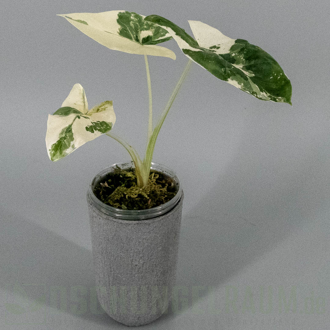 Alocasia macrorrhiza albo variegata