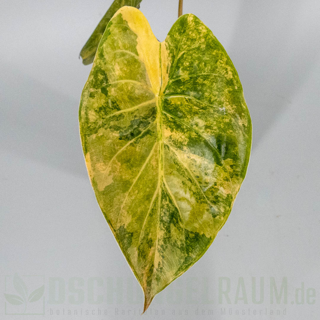 Alocasia wentii aurea variegata