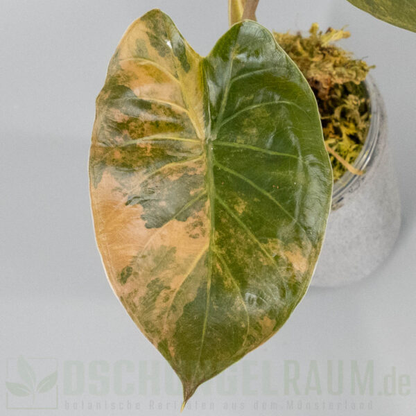 Alocasia wentii aurea variegata, high grade #02 – Bild 2