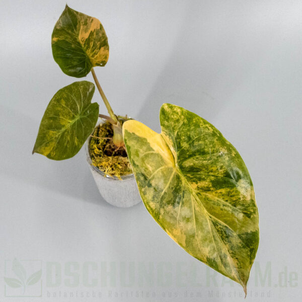 Alocasia wentii aurea variegata