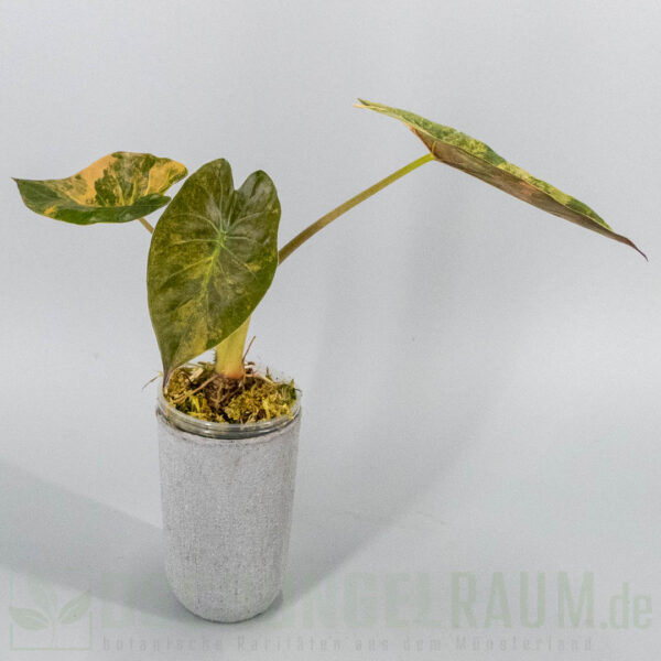 Alocasia wentii aurea variegata