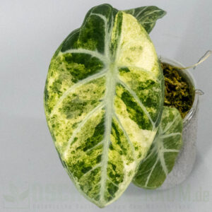Alocasia ninja aurea splash