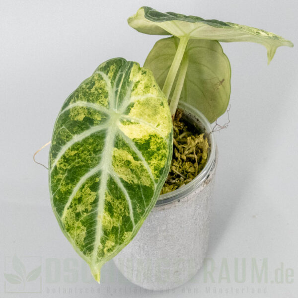 Alocasia ninja aurea splash