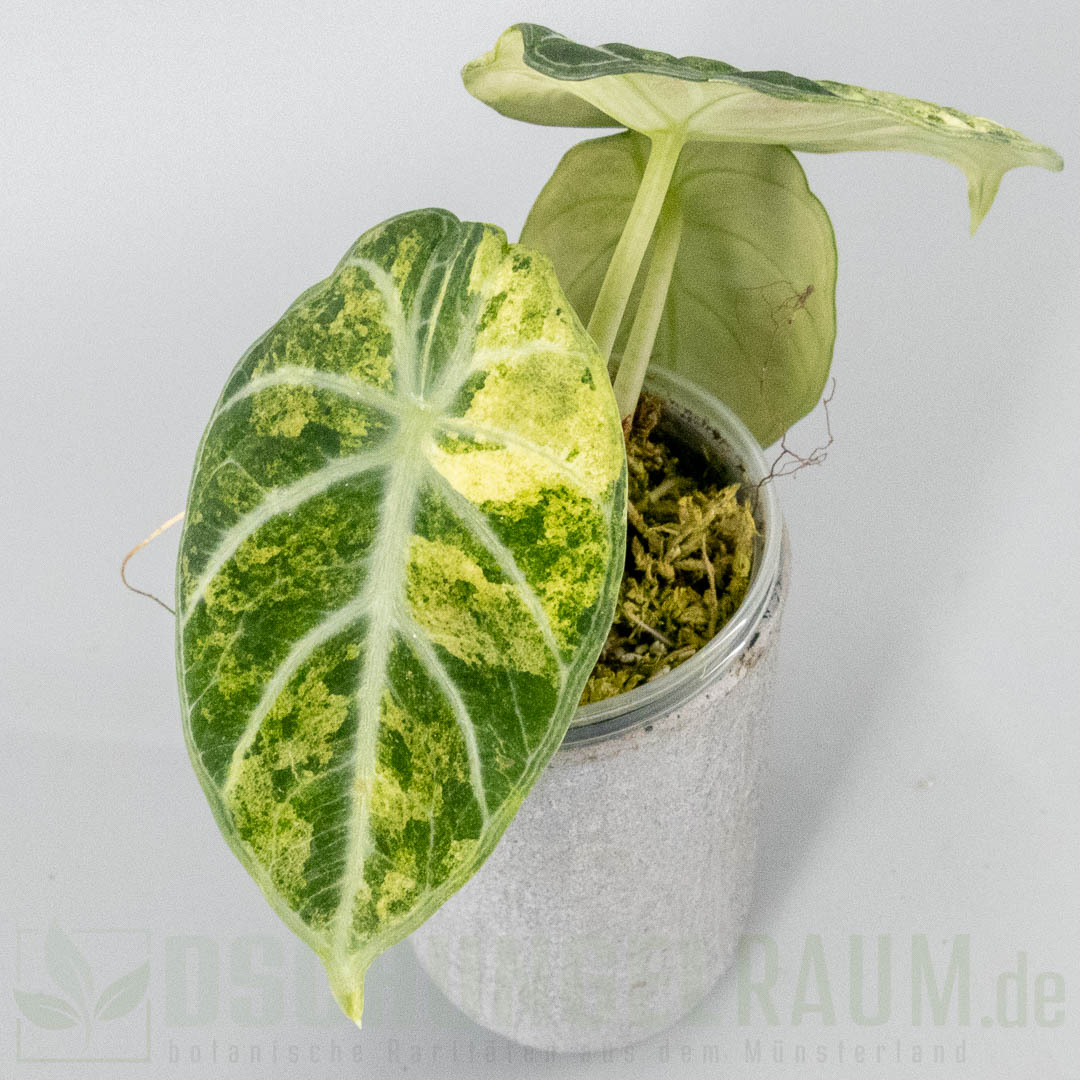 Alocasia ninja aurea splash