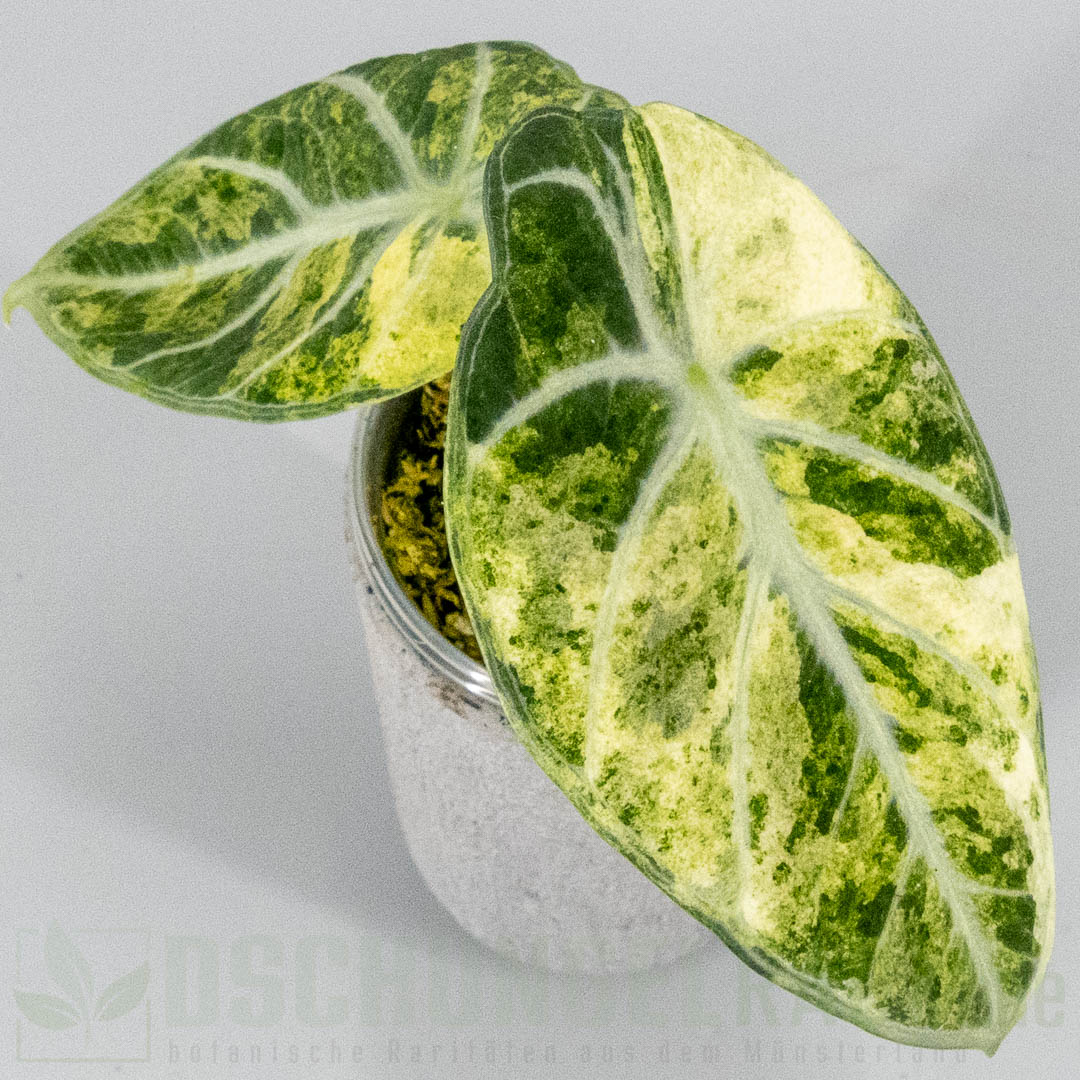 Alocasia ninja aurea splash