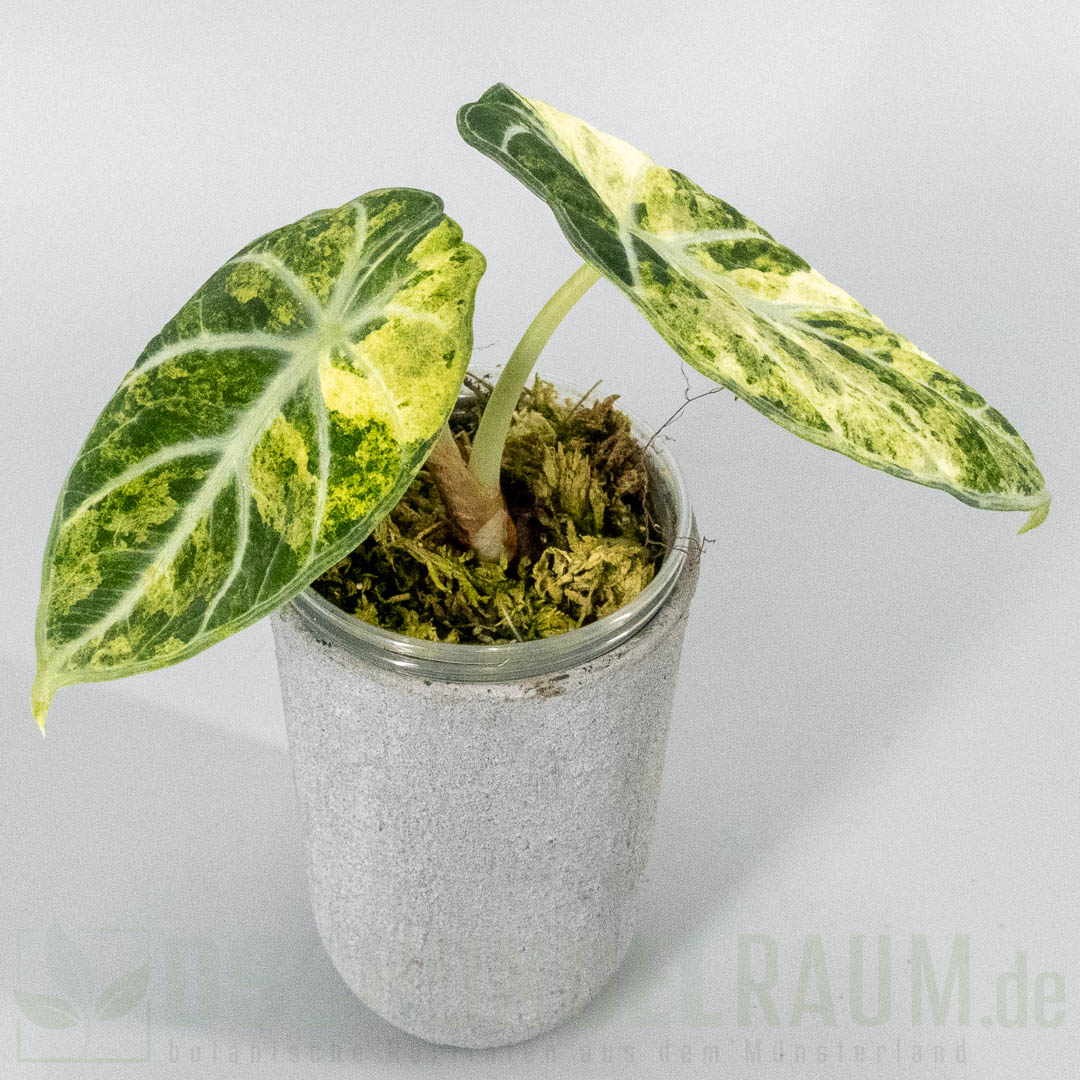 Alocasia ninja aurea splash