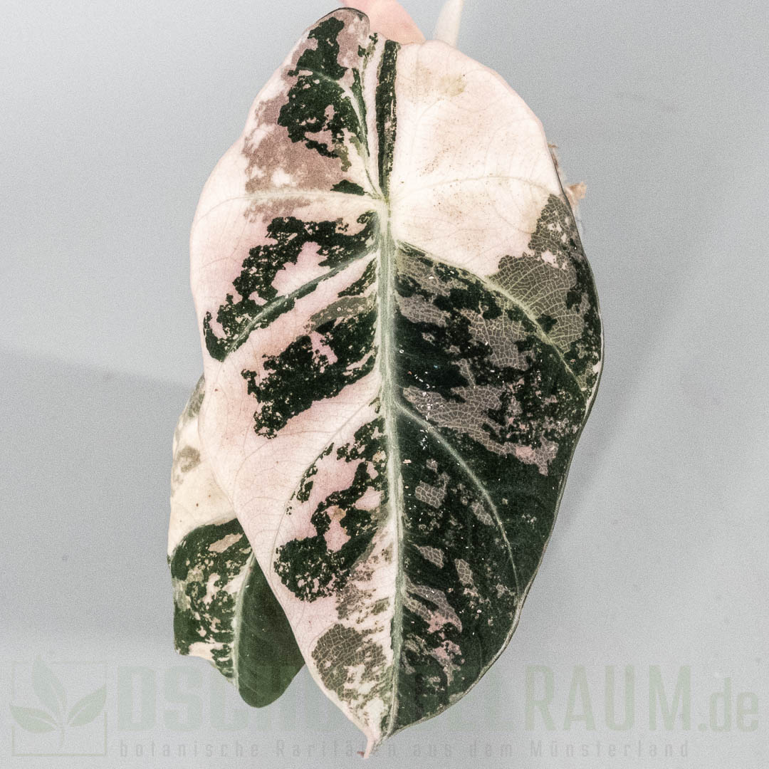 Alocasia black velvet pink variegata