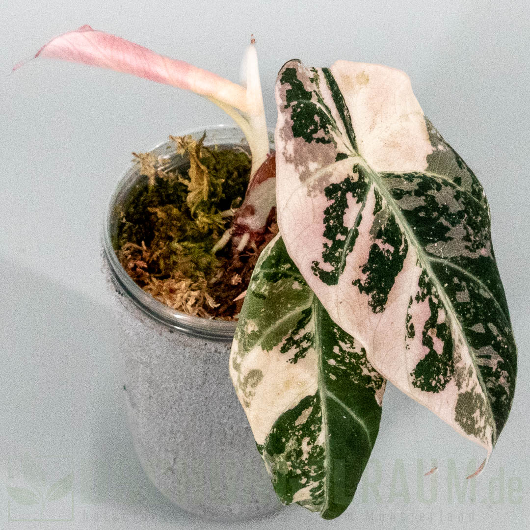 Alocasia black velvet pink variegata